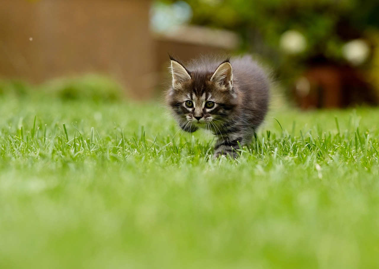 cat, kitten, grass, pounce, stalk, animal, pet, feline, nature, lawn