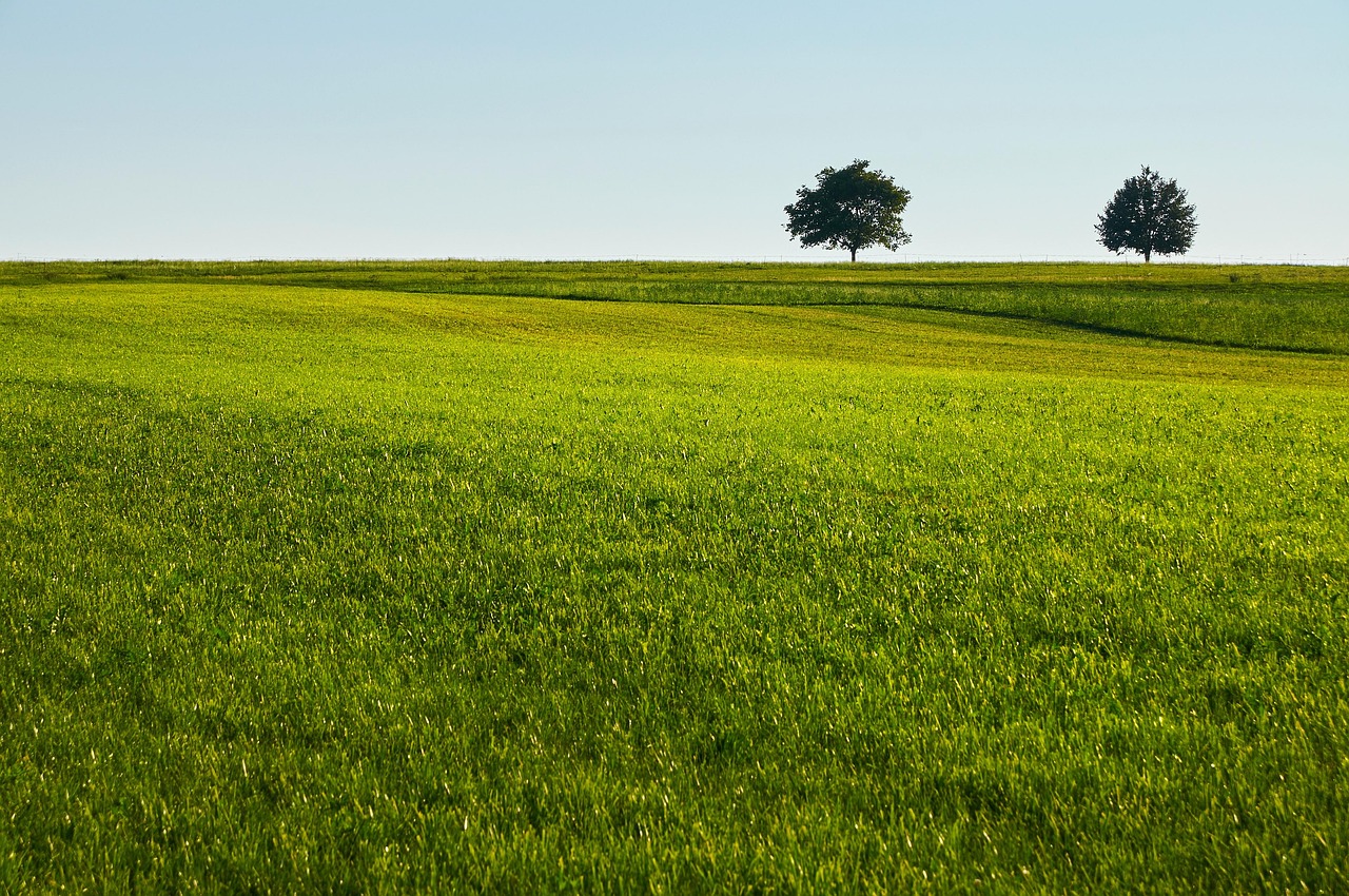 lawn, grass, field, trees, quiet, green, nature, country